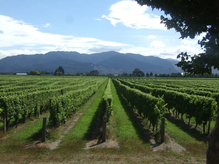 Marlborough Half-Day Wine Tour from Blenheim - What you learn among the Marlborough vines