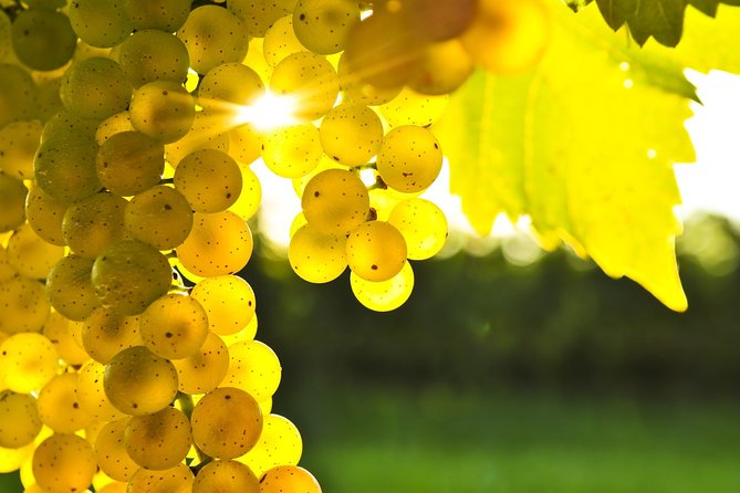Marlborough Wine Tour - Afternoon of Cuisine & Wine 4hrs - Important pickup advice for Picton visitors