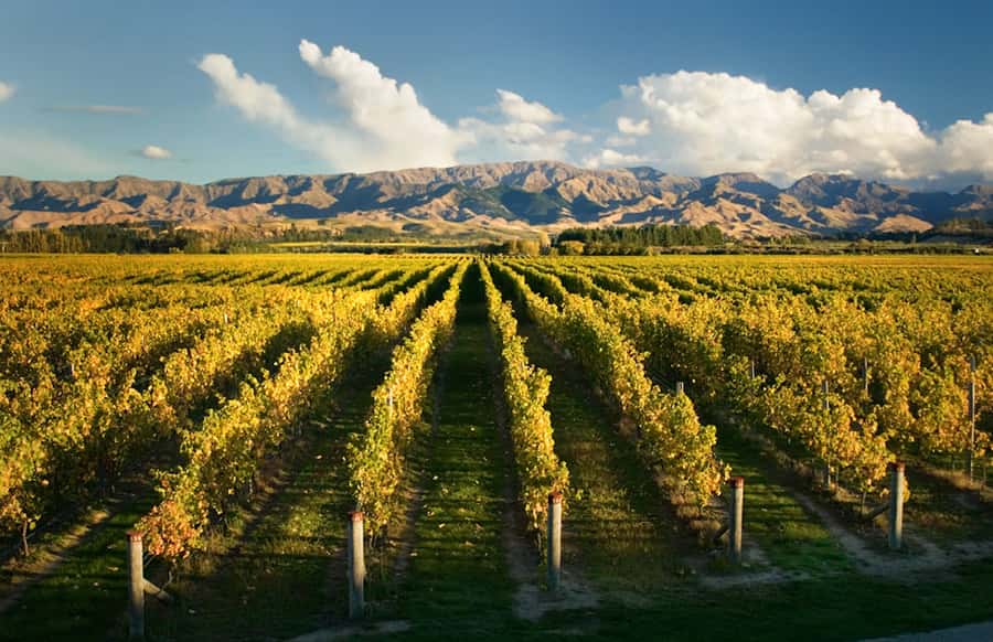 Marlborough: Wineries Visit and Tasting Session - First tasting: learning the Marlborough style