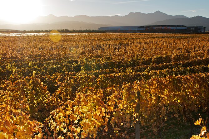 Marlborough Winery Tour - A Day of Cuisine & Wine 6hrs - Who will enjoy this Marlborough wine tour?