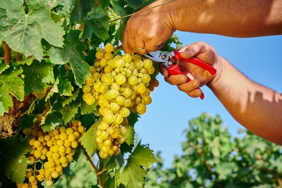Marsala: Florio Winery Tour with Food-Paired Wine Tastings - Should you book the Florio Winery Tour?