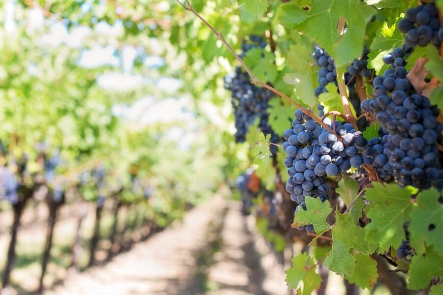Martina Franca: Taste Wine & Local Specialities - The tasting table: three wines and traditional snacks