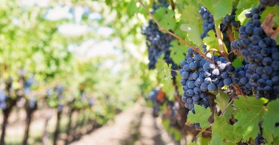 Martina Franca: Taste Wine & Local Specialities - What happens during the 90-minute visit