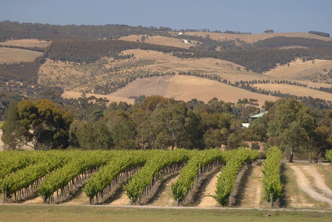 McLaren Vale and Glenelg Wine Tasting and Sightseeing (Half-day Afternoon) - Guides who add value to the ride