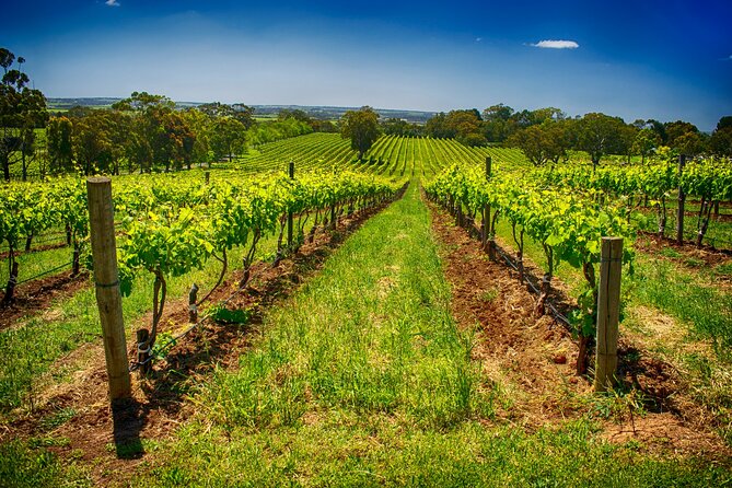 McLaren Vale Winery Small Group Tour with Wine Tasting and Lunch - The d’Arenberg Cube photo stop
