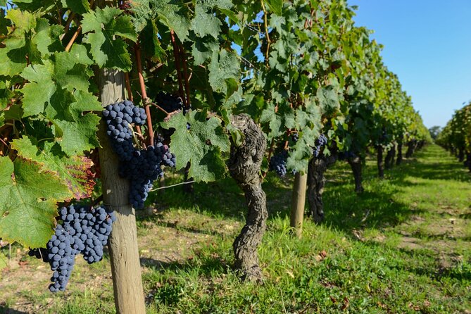Medoc Region Wine Day Trip with Vineyard Visits & Tastings from Bordeaux - Price, food, and what you receive