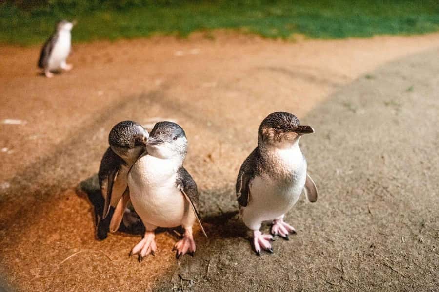 Melbourne: Boutique Phillip Island Wine, Dine & Penguin Tour - Key points at a glance