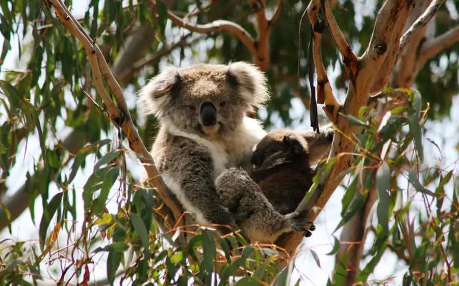 Melbourne: Boutique Phillip Island Wine, Dine & Penguin Tour - The Nobbies pairs big views with a glass of bubbles