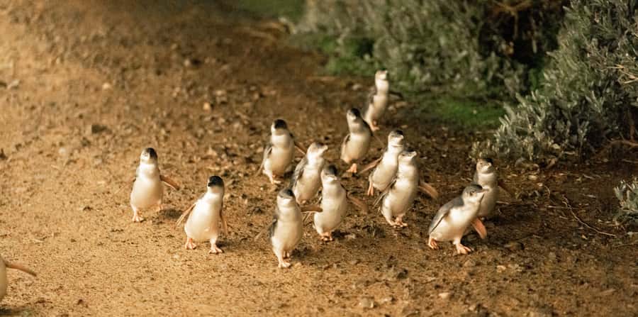Melbourne: Boutique Phillip Island Wine, Dine & Penguin Tour - Is $162 good value for a full day?
