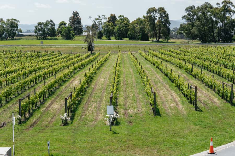Melbourne: Full-Day Yarra Valley Wine Experience with Lunch - Booking details worth getting right