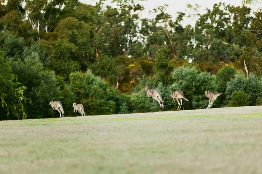 Melbourne: Yarra Valley Wine Bubbles & Kangaroos Tour - Yarra Valley Dairy and the serious cheese stop