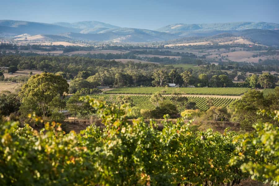 Melbourne: Yarra Valley Wine Bubbles & Kangaroos Tour - Chocolate at the Yarra Valley Chocolaterie