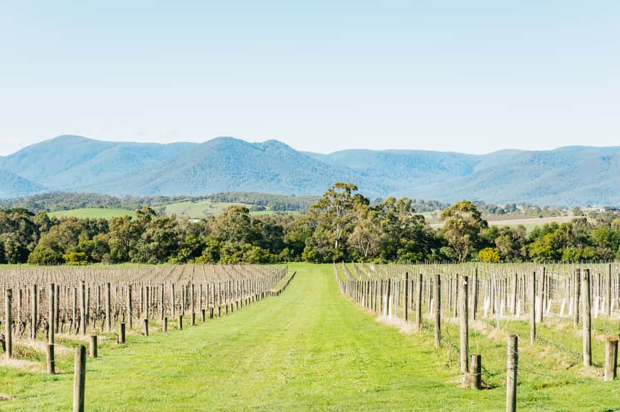 Melbourne: Yarra Valley Wine, Cider, Gin, Beer, & Choc Tour - Chocolate closes the tasting day