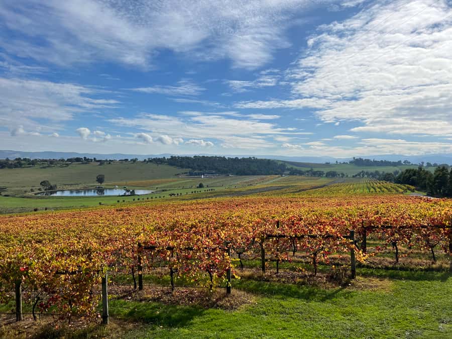 Melbourne: Yarra Valley Wine Tour + Lunch & Gin/Beer Option - Helen & Joey Estate brings another style of wine
