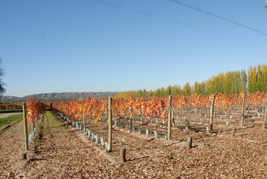 Mendoza: Full Day Wine Tour with 3 Course Lunch - Mendoza’s desert oasis and the road to wine country