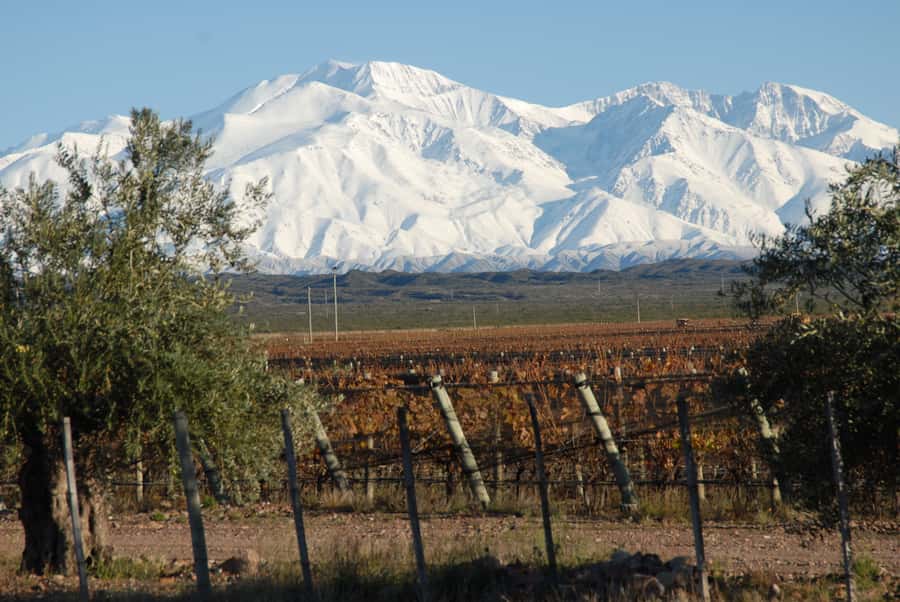 Mendoza: Full Day Wine Tour with 3 Course Lunch - What happens at the two winery visits