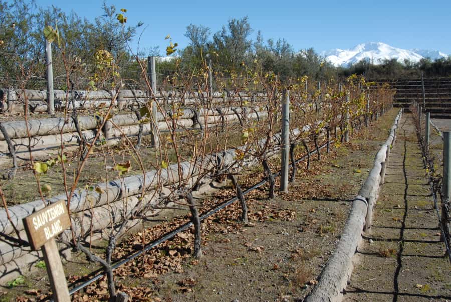 Mendoza: Full Day Wine Tour with 3 Course Lunch - Practical advice for a smoother day
