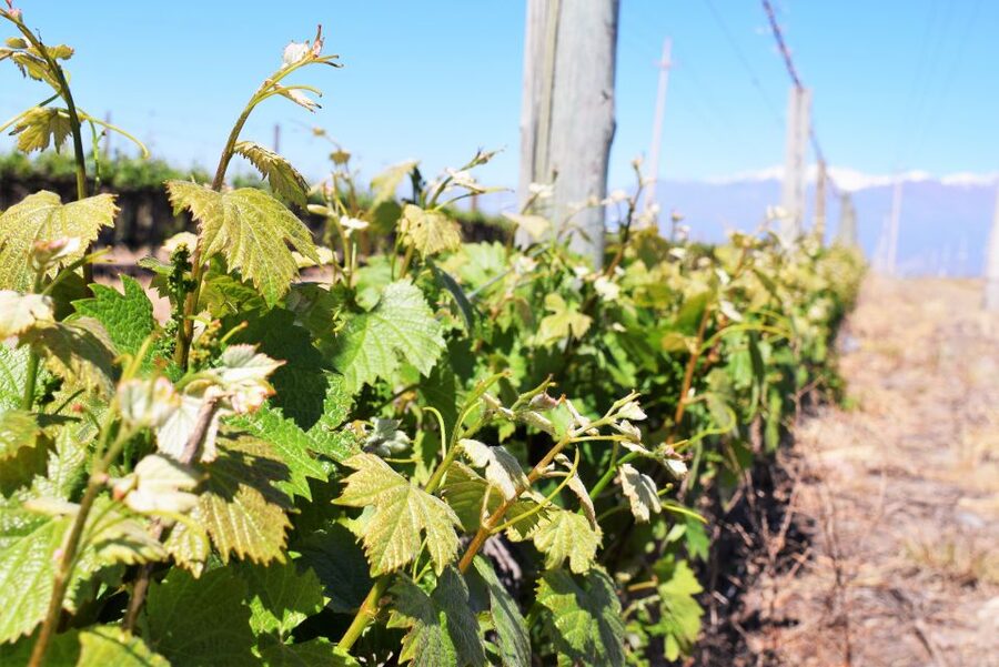 Mendoza: Half-Day Wine Tour with Tastings - The Olive Oil Stop Adds Welcome Variety