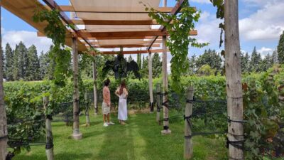 Top Wineries Guided Tour with Transportation