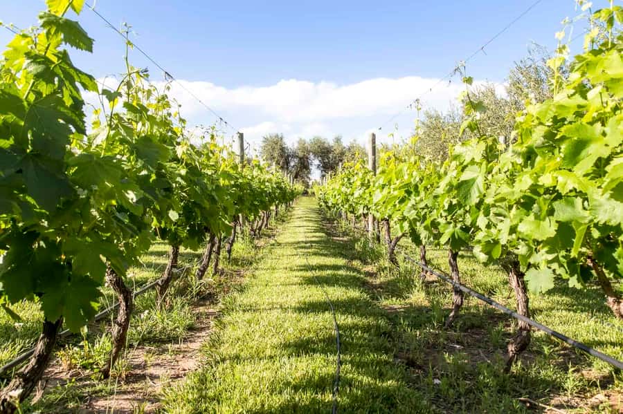 Mendoza: Winebike Tasting Tour with Optional Lunch - Starting at Carinae, Mendoza’s old wine-country doorway