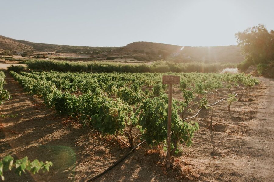 Milos Island: Kostantakis Winery Wine Tasting Experience - The atmosphere: personal, relaxed, and a little rustic