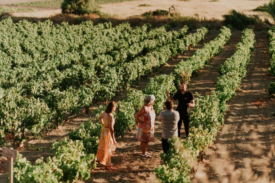 Milos Island: Kostantakis Winery Wine Tasting Experience - The 100-minute tasting: seven wines and a grape distillation