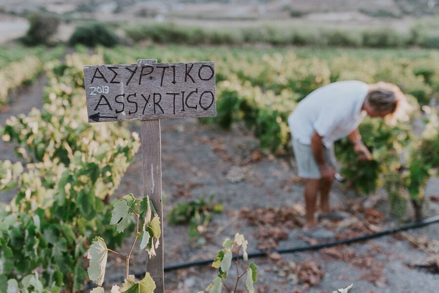 Milos Island: Kostantakis Winery Wine Tasting Experience - Getting there from Pollonia