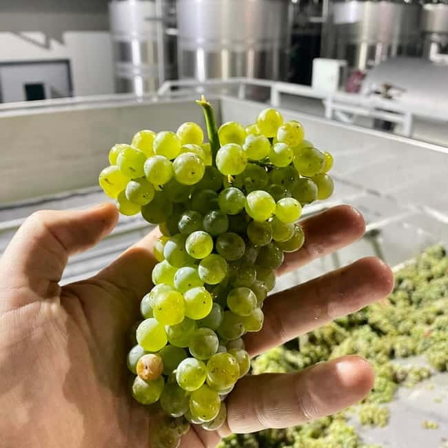 Moldova: Wine Tour to Mileștii Mici Cellar with Tasting - Practical details that affect the day
