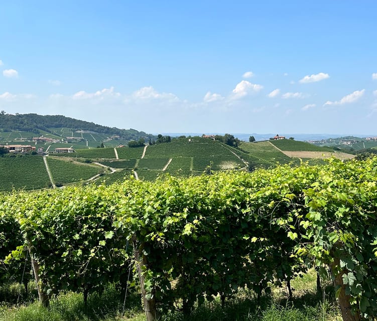 Monforte d'Alba: Barolo Tasting, Vineyard & Cellar Visit - Inside the historic underground cellar