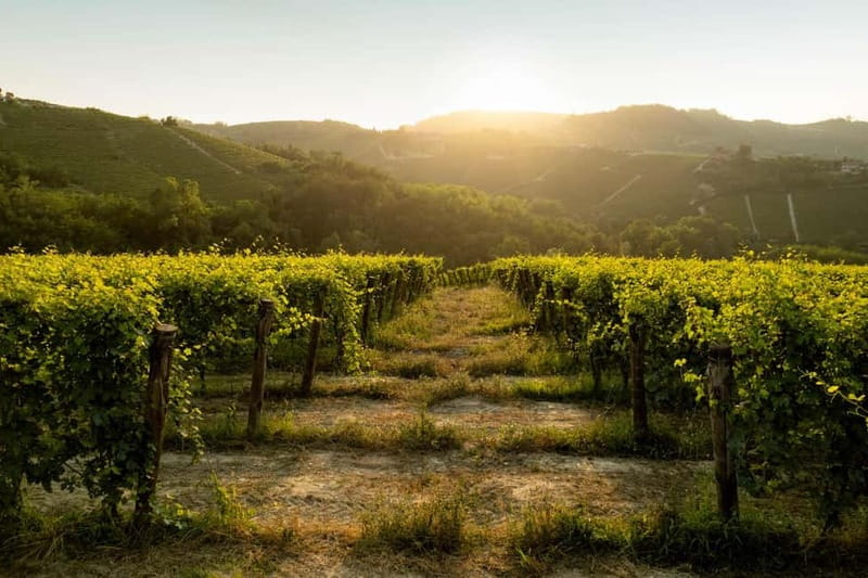 Monforte d'Alba: Wine Tasting, Cellar Visit, and Vineyard Tour - Timing the visit in your Piedmont plans