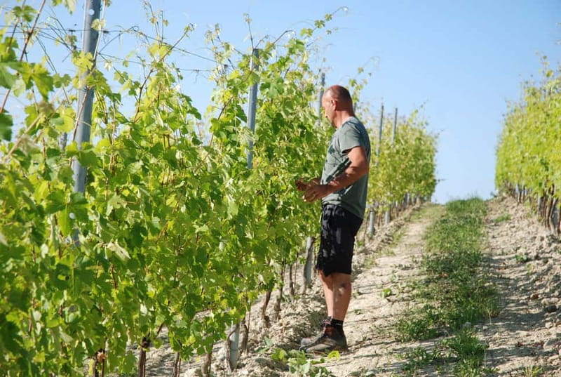 Monforte d'Alba: Wine Tasting, Cellar Visit, and Vineyard Tour - Should you book Podere Gagliassi?