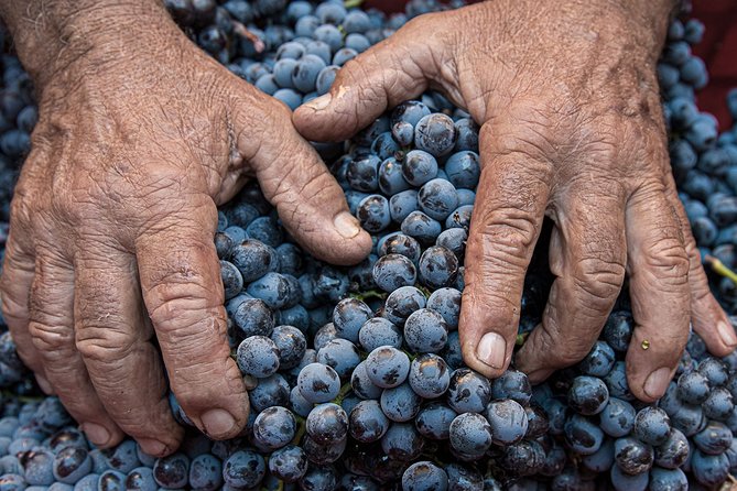 Montalcino: Brunello Wine Tasting Experience - Timing and meeting-point advice