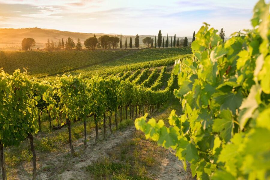 Montalcino: Brunello Wine Tasting & Lunch in a Tuscan Castle - Who should book this experience