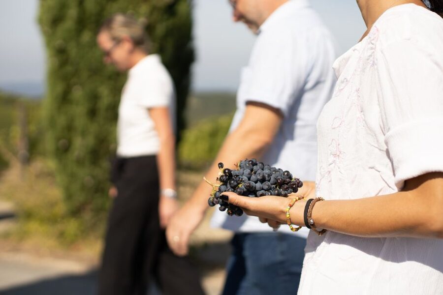 Montalcino: Guided Winery Tour & Gourmet Food Tasting - What the guides add to the visit