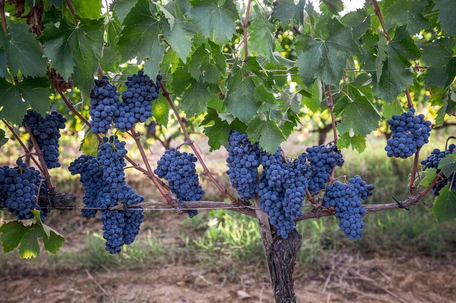 Montalcino: Private Cellar Tour, Wine Tasting & Appetizers - Key points to know before booking