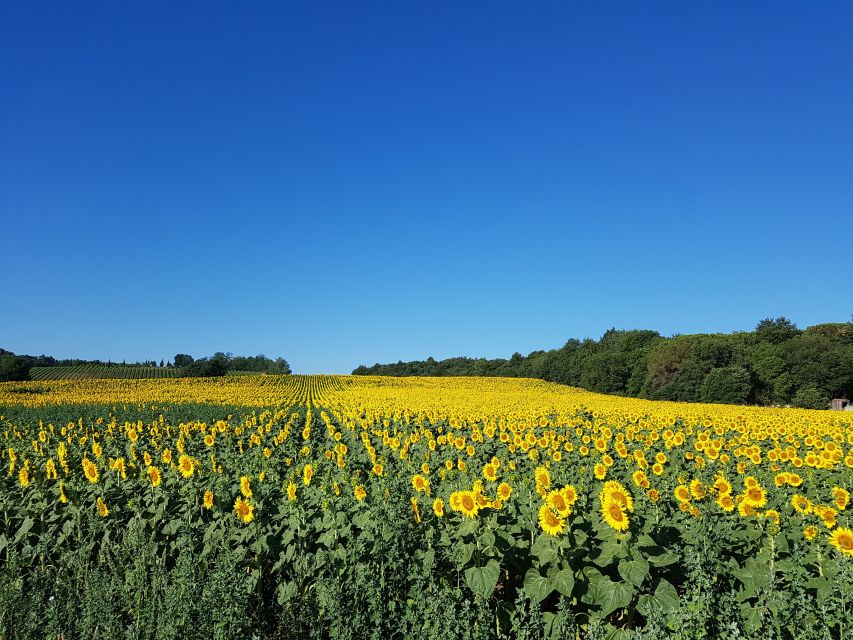 Montepulciano: Tuscan Winery Tour with Wine Tasting & Meal - Who should book this experience?