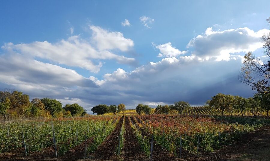 Montepulciano: Winery Tour, Tasting, and Vineyard Picnic - Key points to know before you book