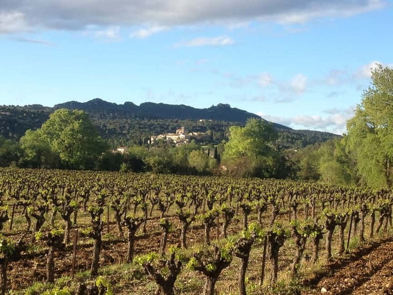 Montpellier: Pic Saint-Loup Wine Tour - Bertrand makes the difference
