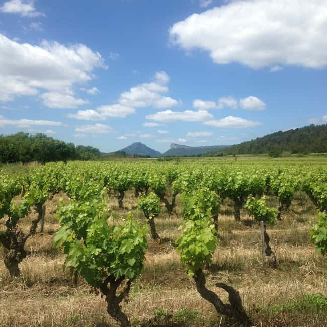 Montpellier: Pic Saint-Loup Wine Tour - What the $96 price gets you