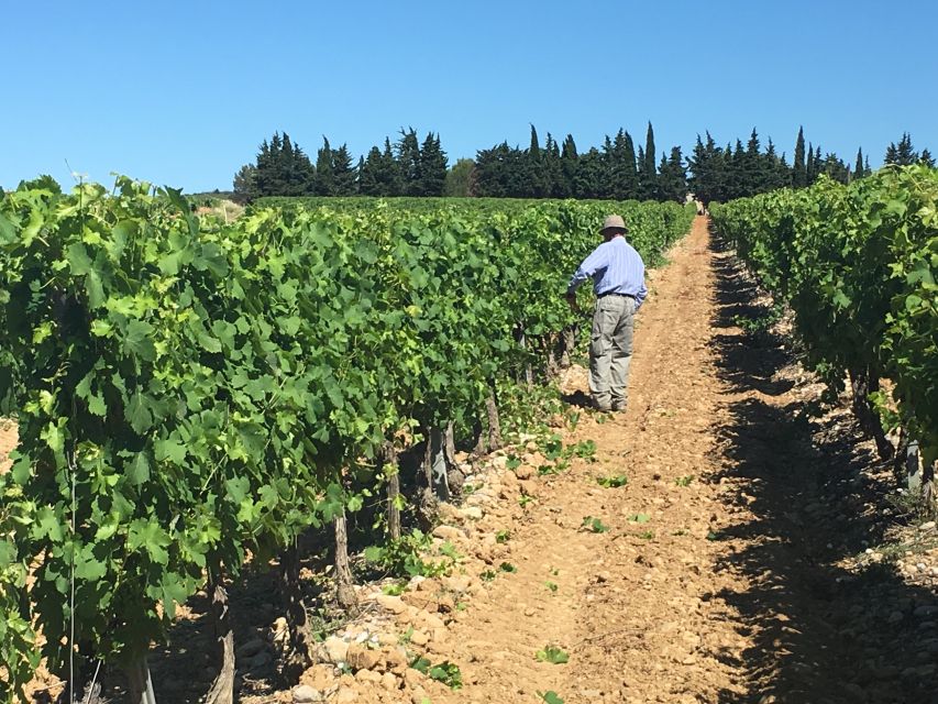 Montpellier Wine and Oyster Tour - Key points to know before booking