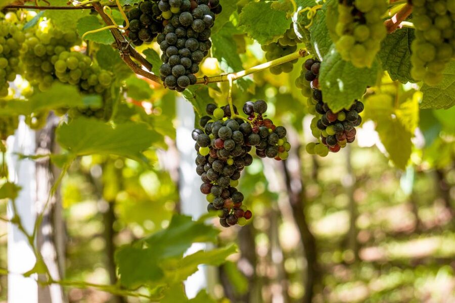 Montserrat & Cava Wineries Day Trip from Barcelona w/ Pickup - Why Pair Montserrat With Cava?