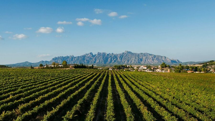 Montserrat & Cava Wineries Day Trip from Barcelona w/ Pickup - Lunch: Plan for Flexibility