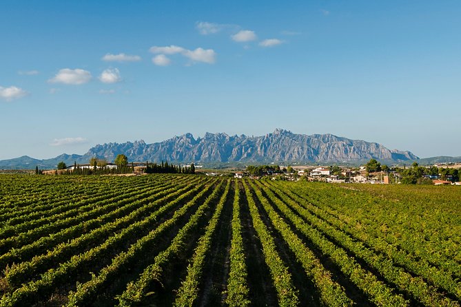 Montserrat,Vineyard, Wine Tasting Small Group Tour & Hotel Pickup - A flexible hour on the mountain