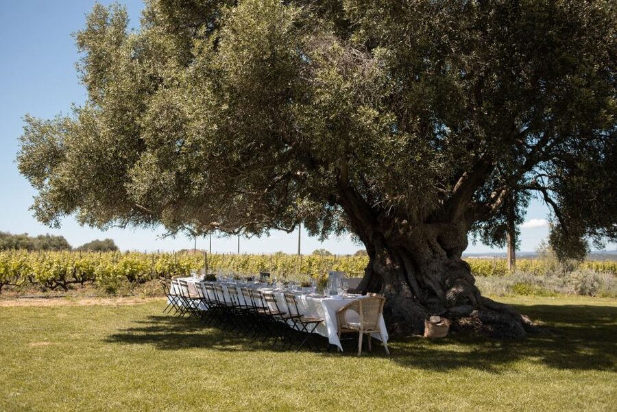 Morgado do Quintão Lunch and Wine Tasting - The 2,000-year-old olive tree table