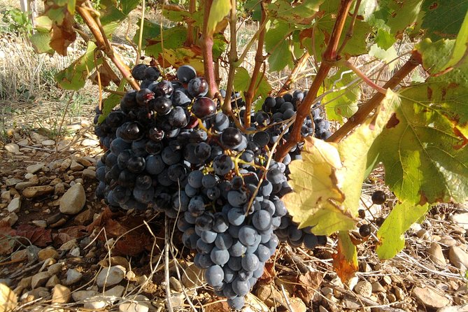 Morning Wine Tour to Chateauneuf du Pape from Avignon - The grape varieties and the tasting lesson