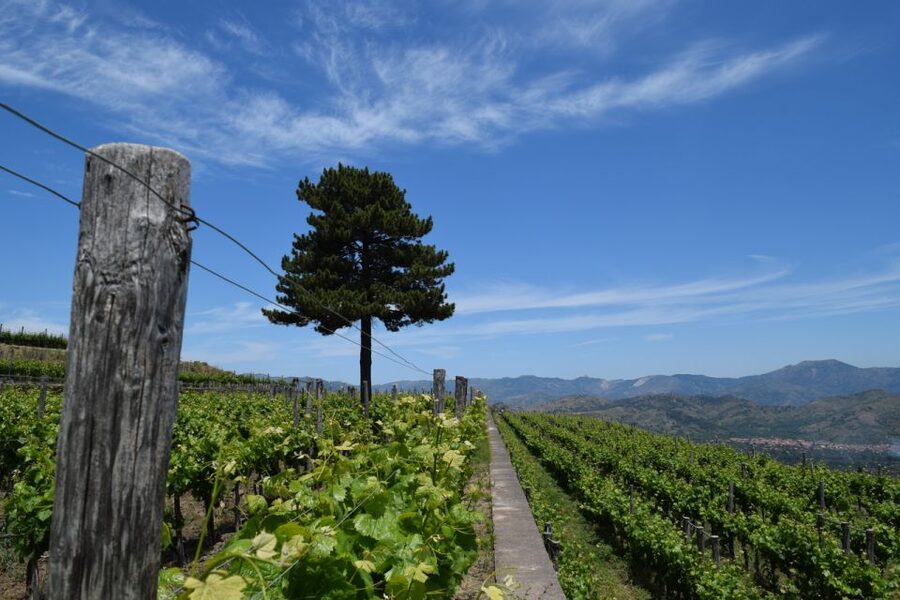 Mount Etna: Winery Tour and Tasting - Arriving high on Mount Etna