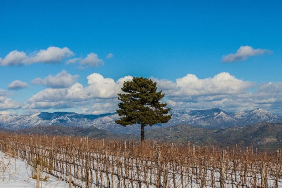 Mount Etna: Winery Tour and Tasting - The Sicilian food is almost a meal