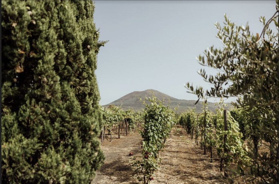 Mount Vesuvius: Vineyard Tour with Wine Tasting and Lunch - Why the Vesuvius setting matters
