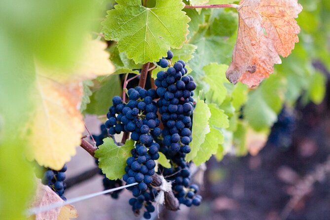Mt Etna and Wine tasting tour from Catania - Walking the natural paths of Mt. Etna