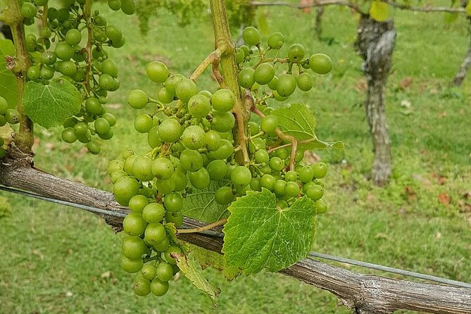 Muriwai Scenic Wine Tour from Auckland - Who will enjoy this tour most